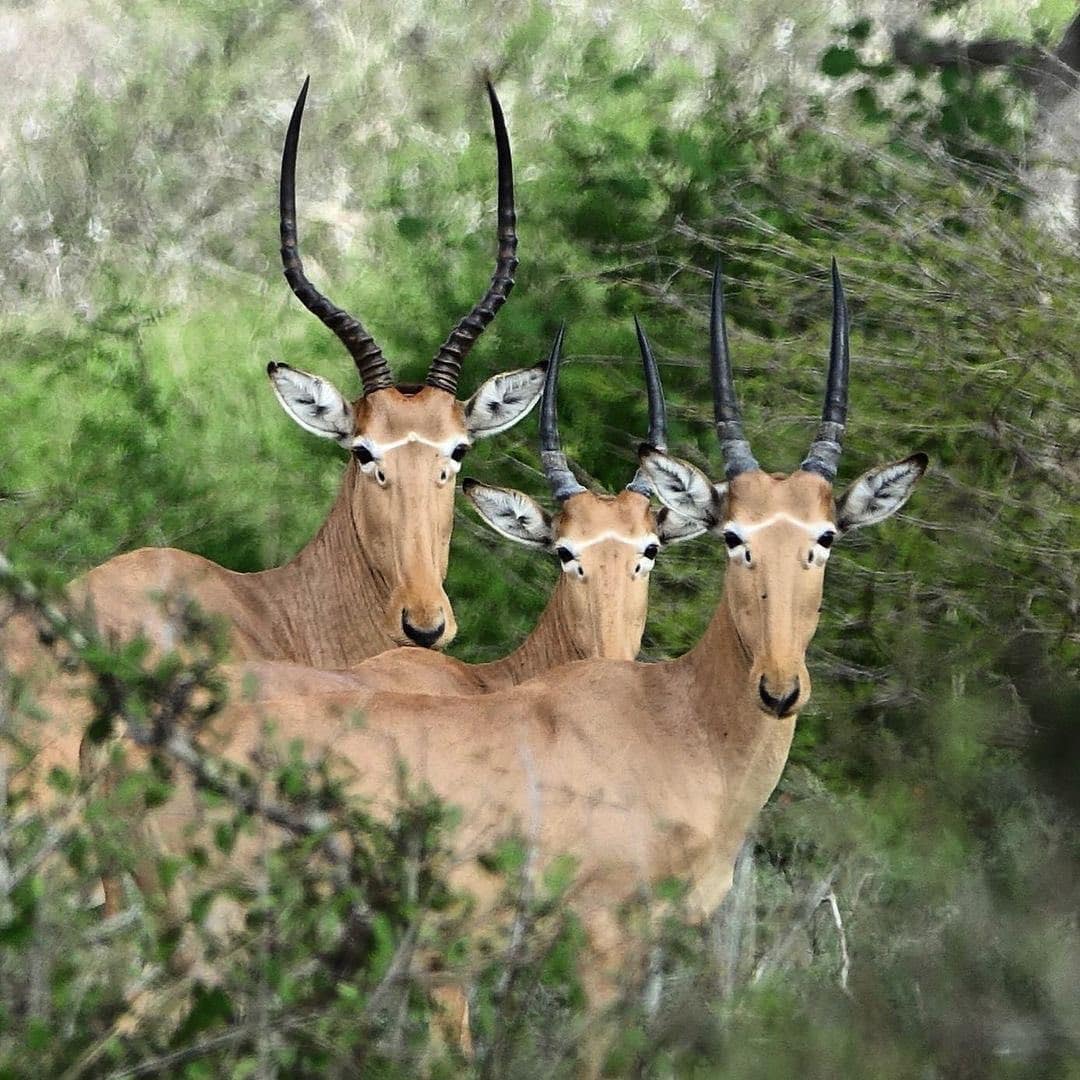 Rarest Creatures in Kenya Beyond the Big Five 1 Hirola Antelope in Kenya