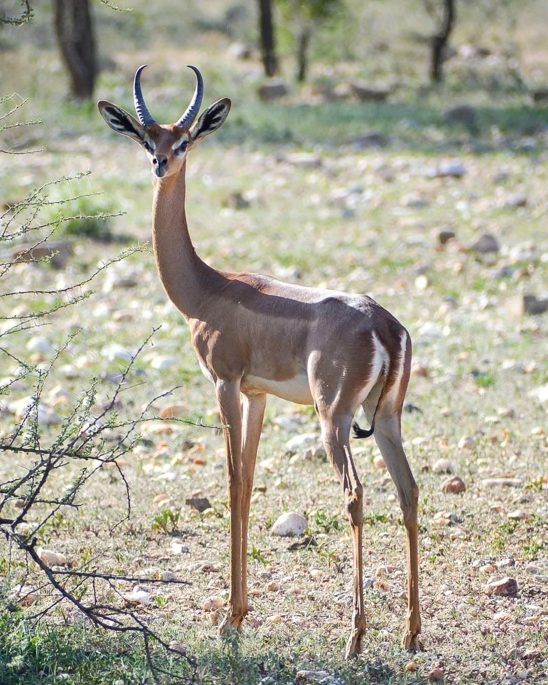 Rarest Creatures in Kenya Beyond the Big Five 5 Male Gerenuk Kenya