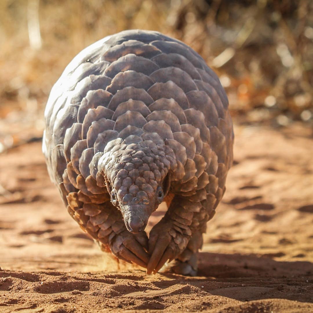 Rarest Creatures in Kenya Beyond the Big Five 7 Pangolin curled in defense