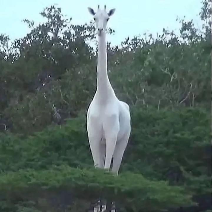 Rarest Creatures in Kenya Beyond the Big Five 11 Rare White Giraffe in Kenya