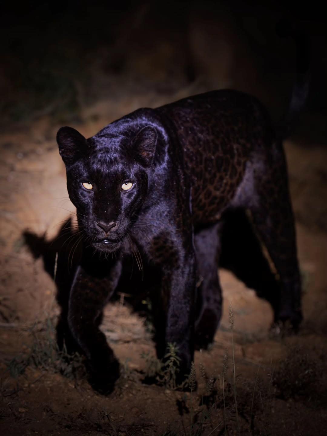 Rarest Creatures in Kenya Beyond the Big Five 2 Black Leopard Laikipia