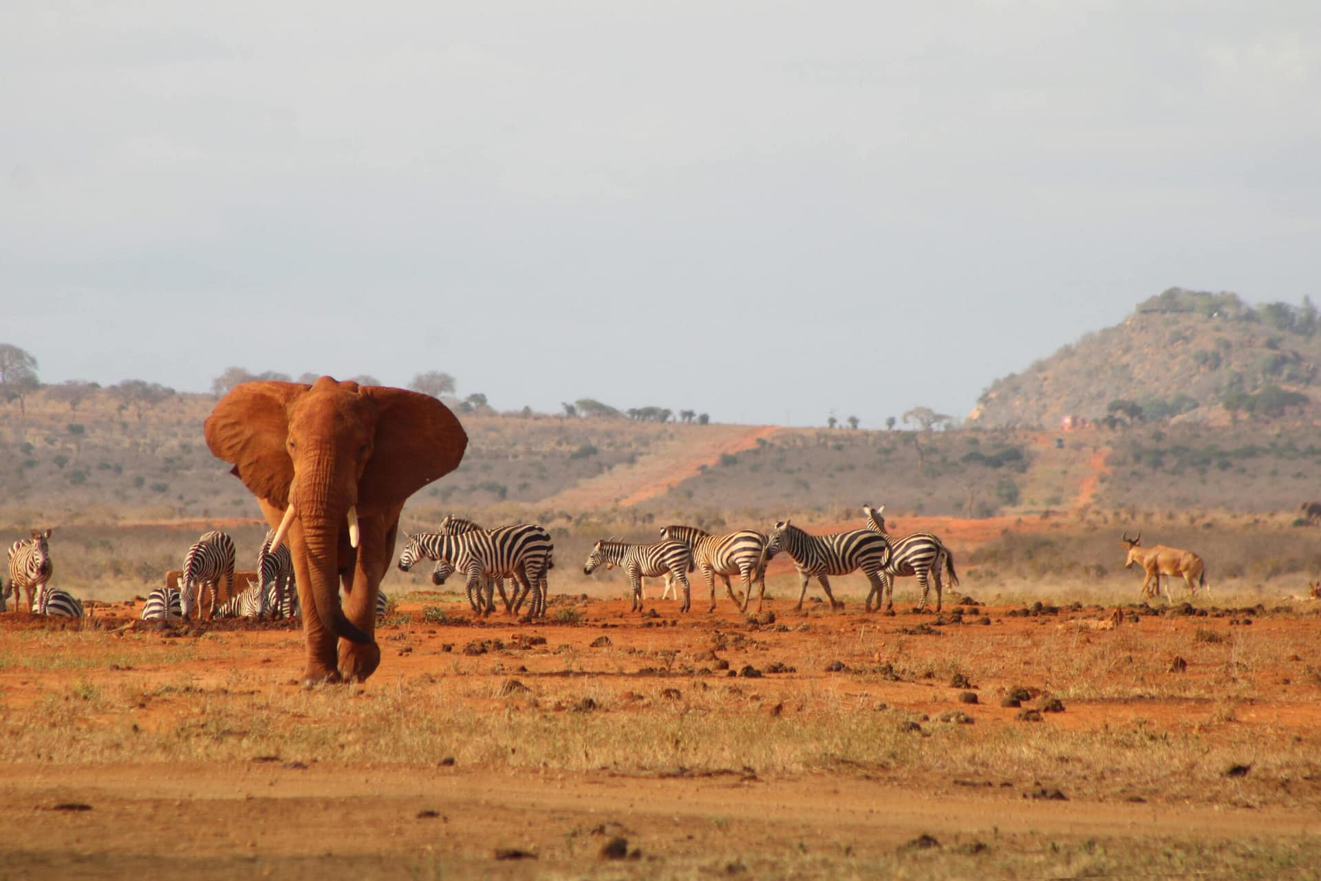 Tsavo (East and West ) National Park 4 Tsavo wildlife scene