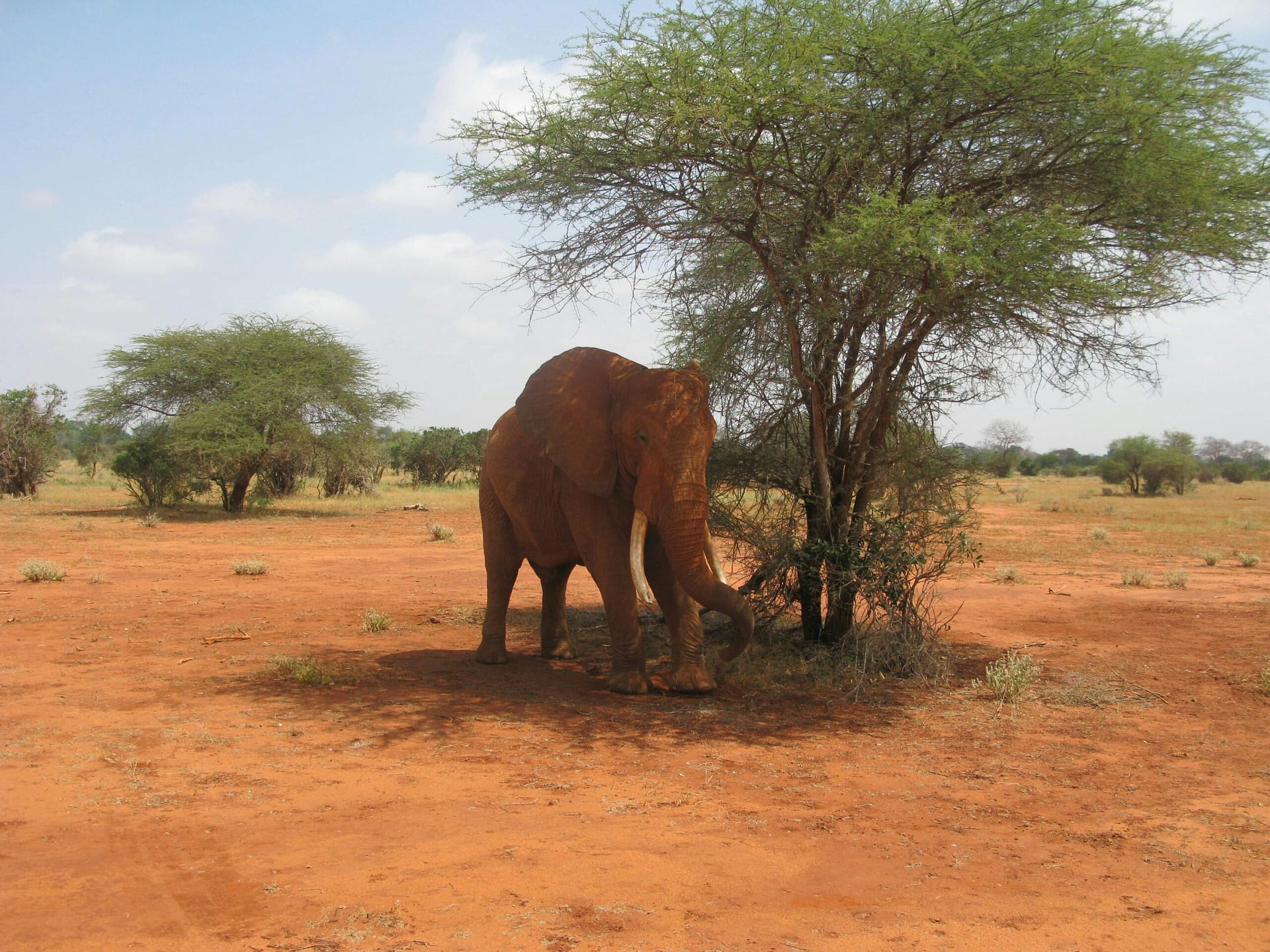 Tsavo (East and West ) National Park 5 Tsavo elephants in dust