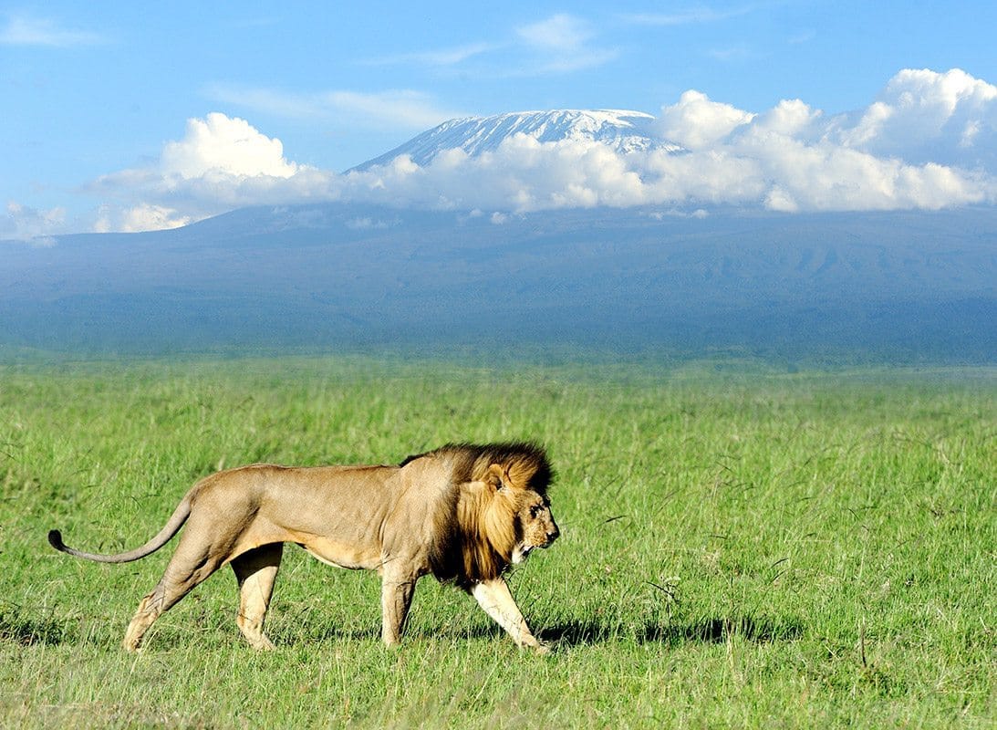 The Amboseli National Park 5 Lion in Amboseli National Park
