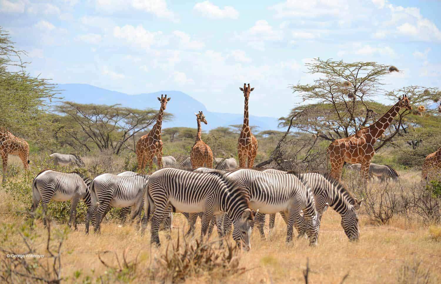 Everything You Need To Know About Samburu National Reserve 1 Samburu National Park landscape