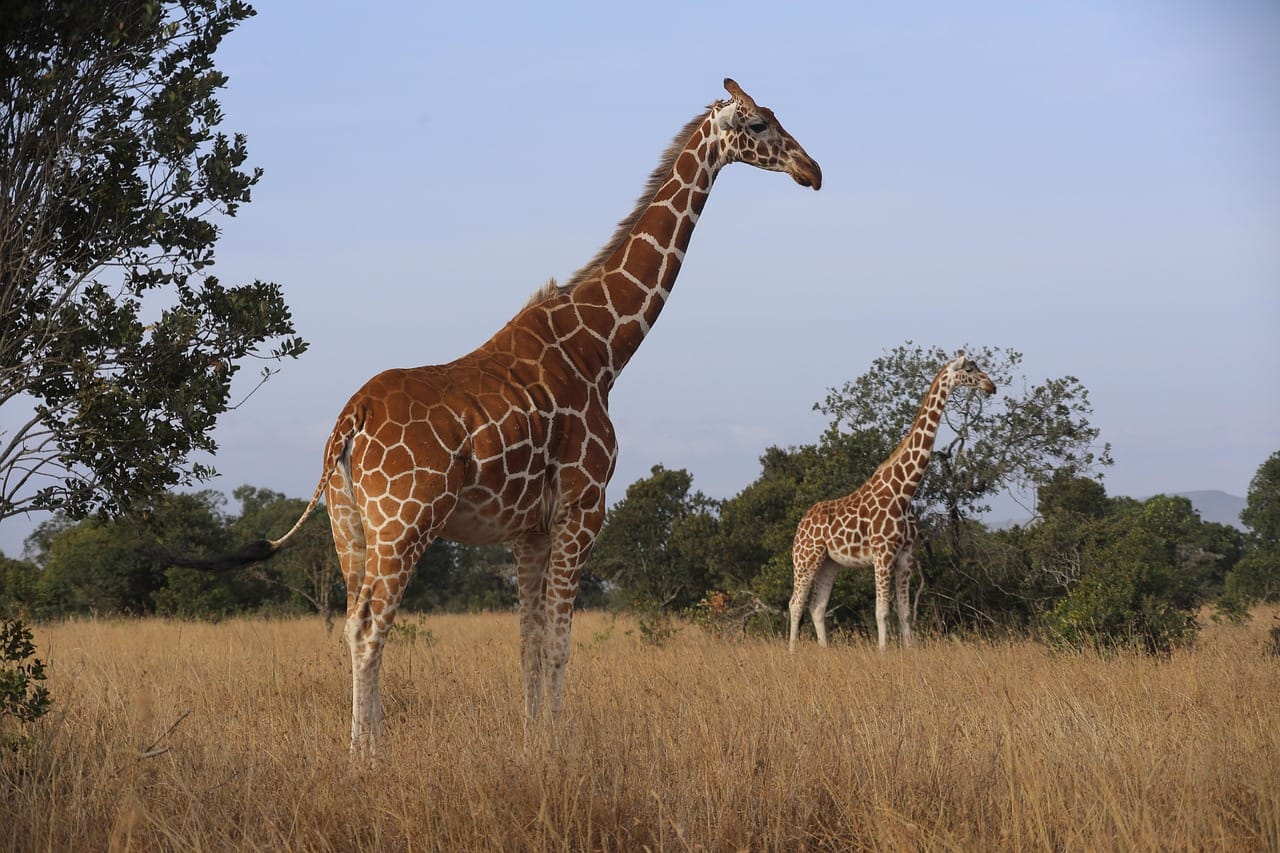 Everything You Need To Know About Samburu National Reserve 5 Reticulated giraffes in Samburu