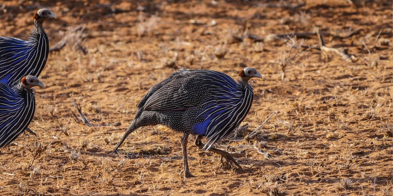 Everything You Need To Know About Samburu National Reserve 6 Guinea fowl and other birds